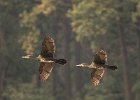 4 Flying Cormorants